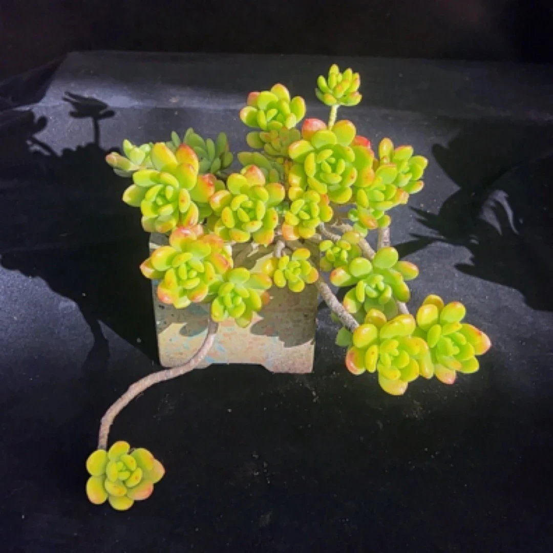 香格里拉妖桩多肉植物脱土发包邮