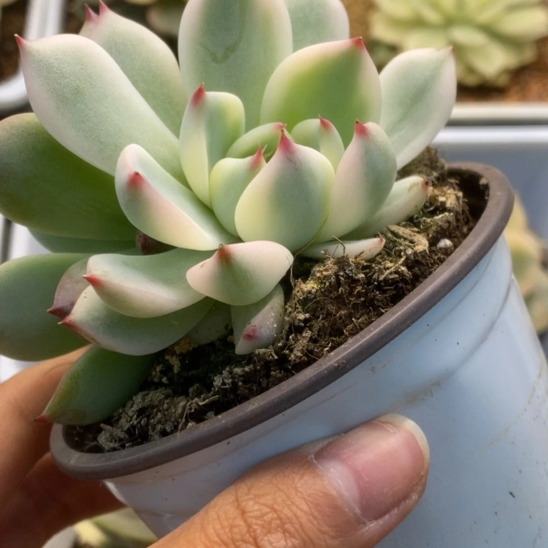 687锦锦锦锦锦锦锦锦