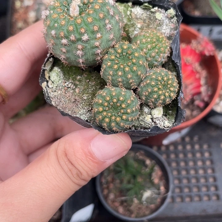 124侍童群仙人球植物