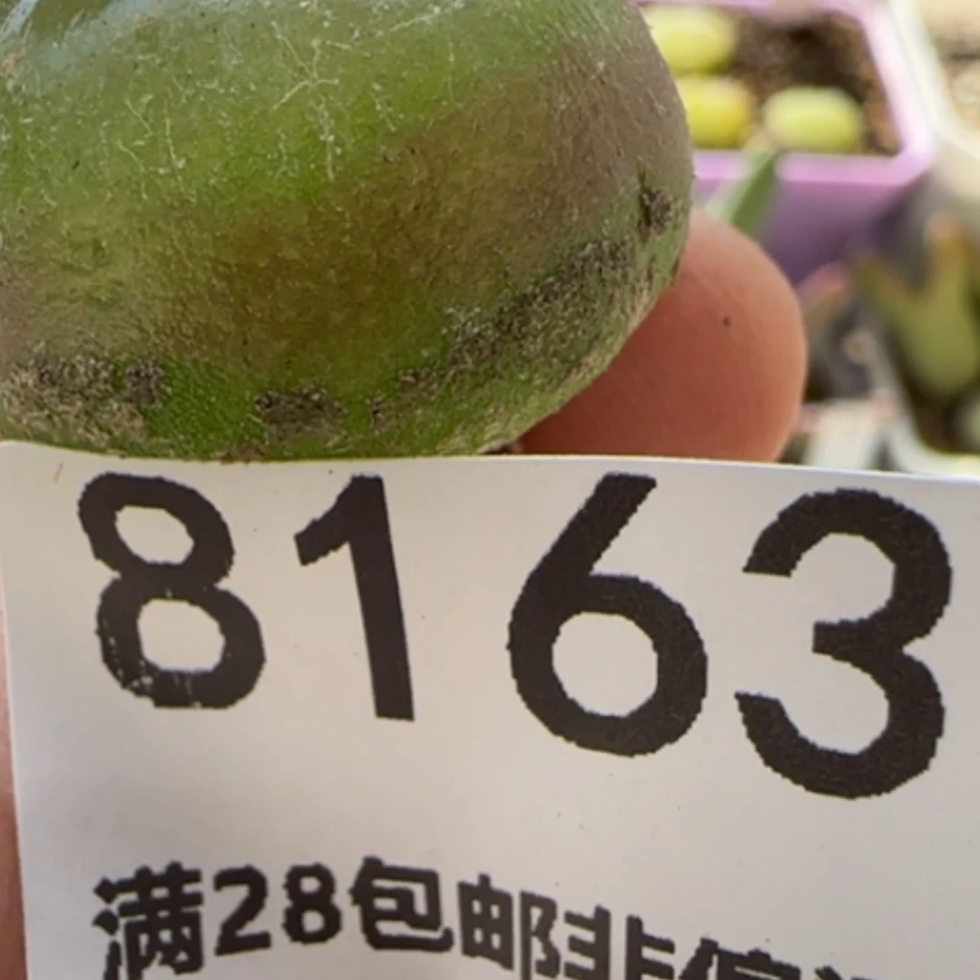 【闪购商品】鱼*8163