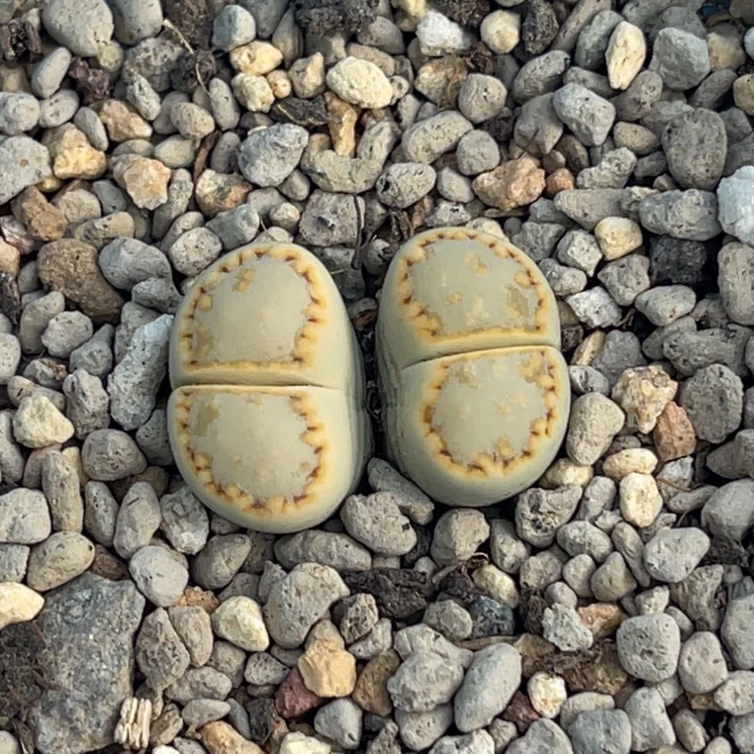 7485双头金边黄绿饼干一颗