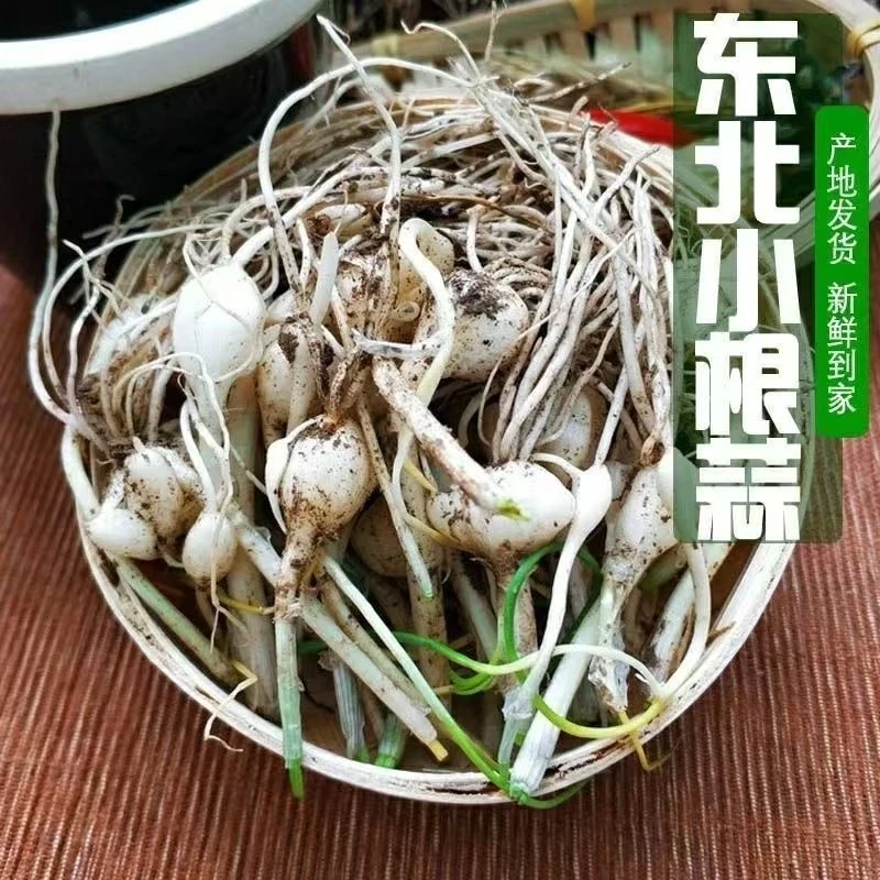 新鲜小根蒜大脑袋蹦现挖蘸酱菜小根菜小头蒜顺丰包邮蒜薹