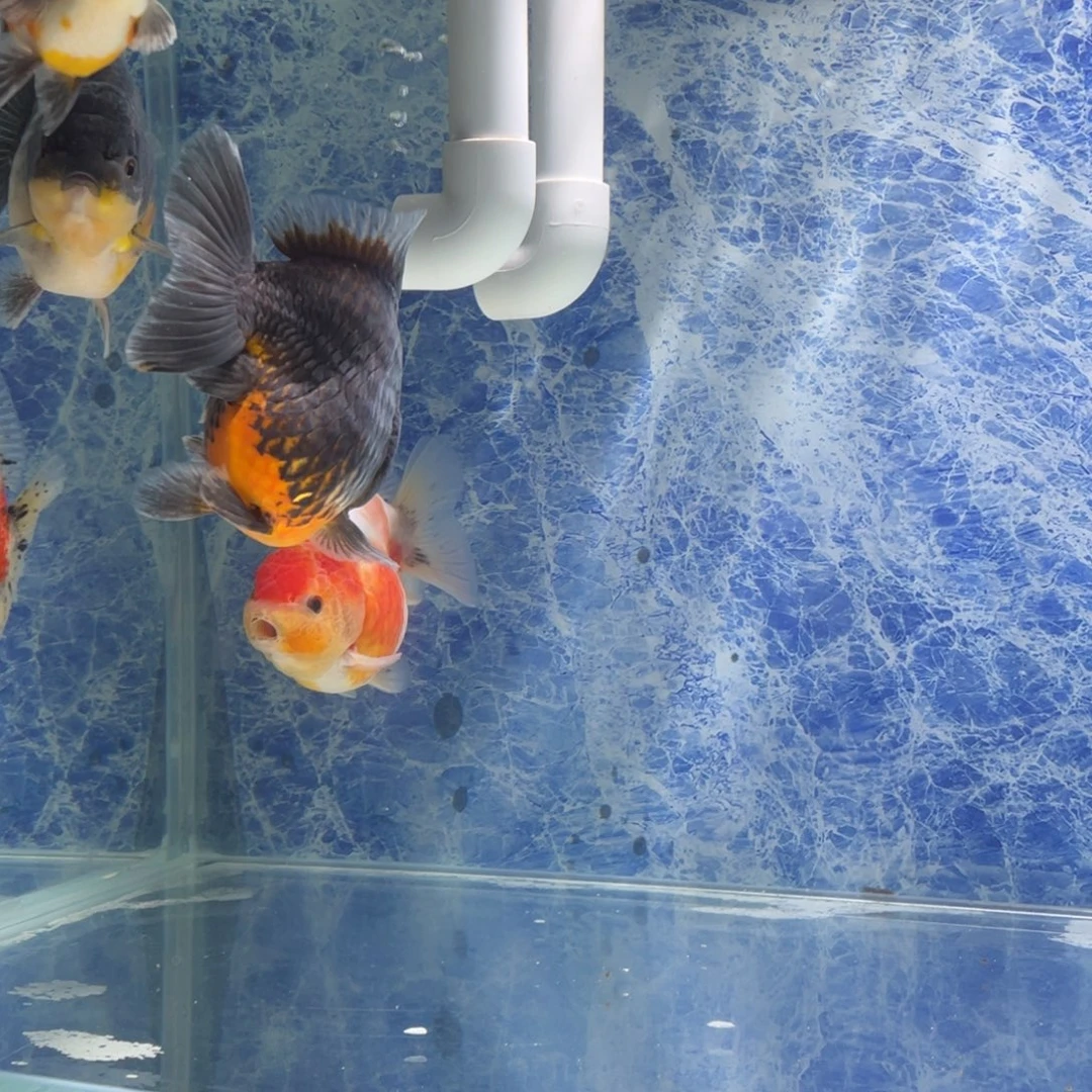 黑***司海水鱼权权金鱼樱花