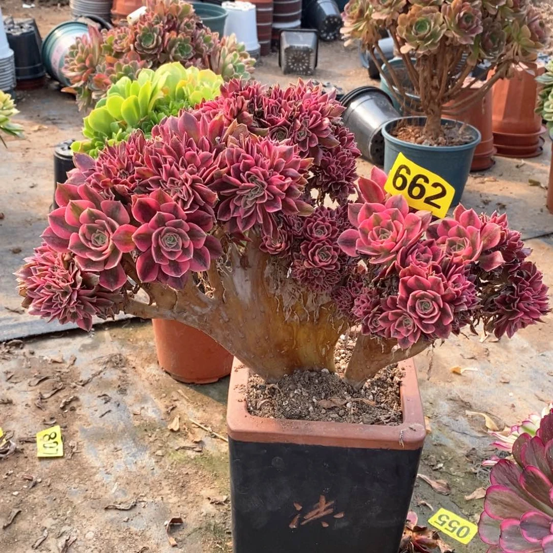 粉女巫缀多肉法师662