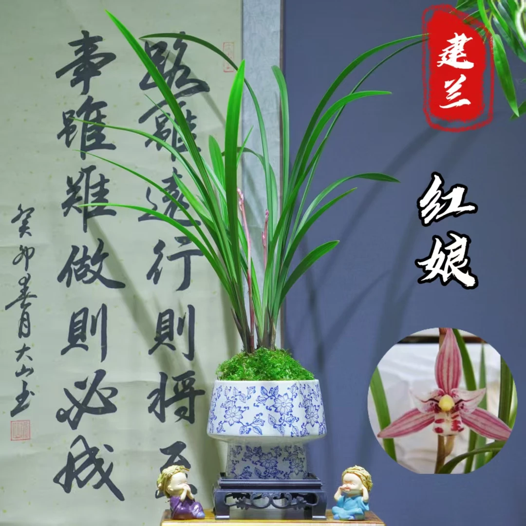 建兰【红娘】带陶瓷盆种好适合新手好养易活