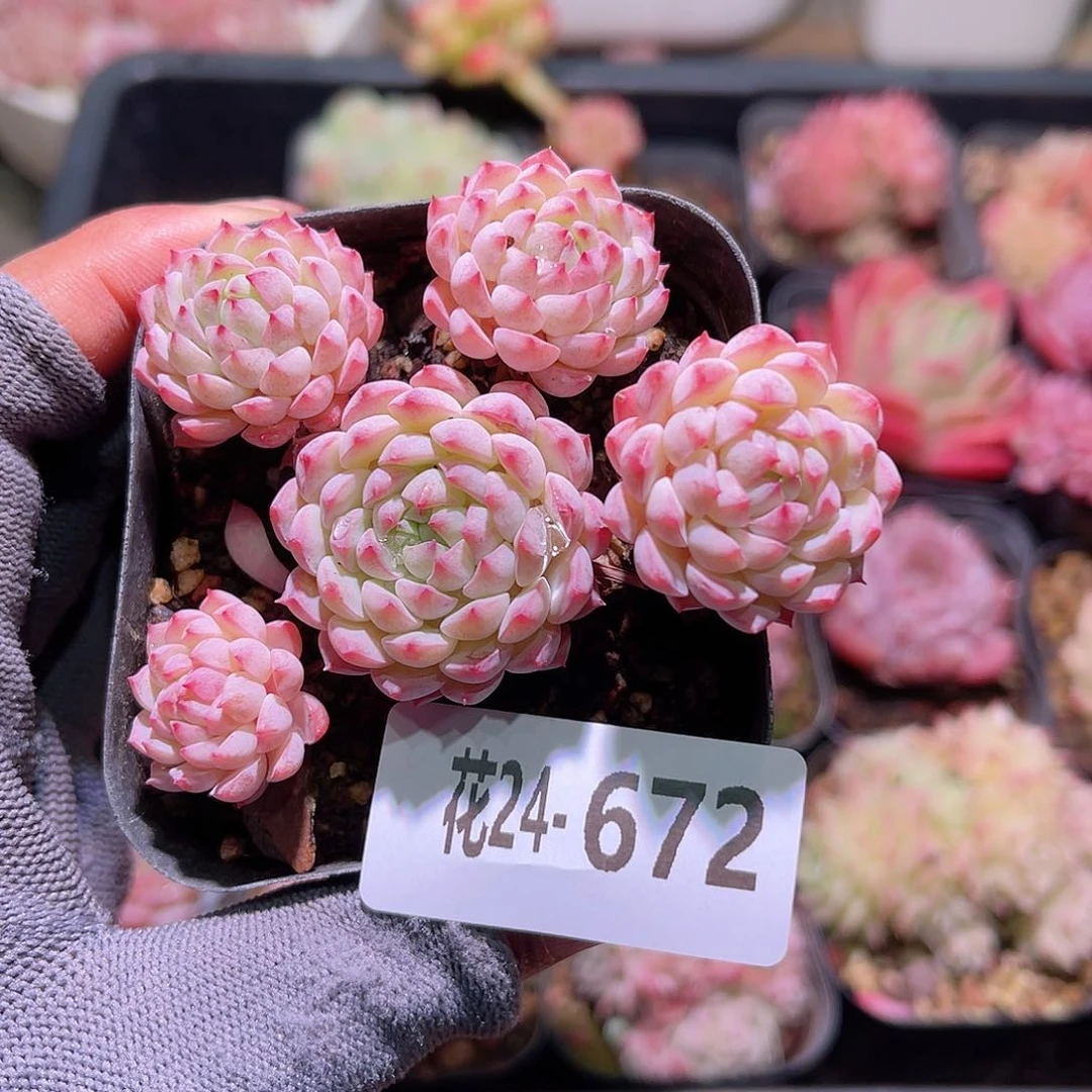 花24-672小粉莓群生