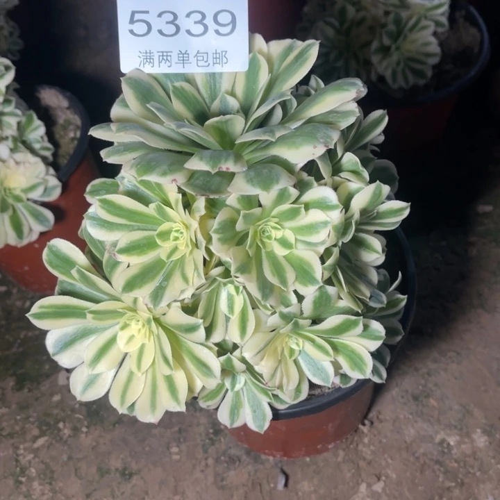 5339迈巴赫的的多肉的