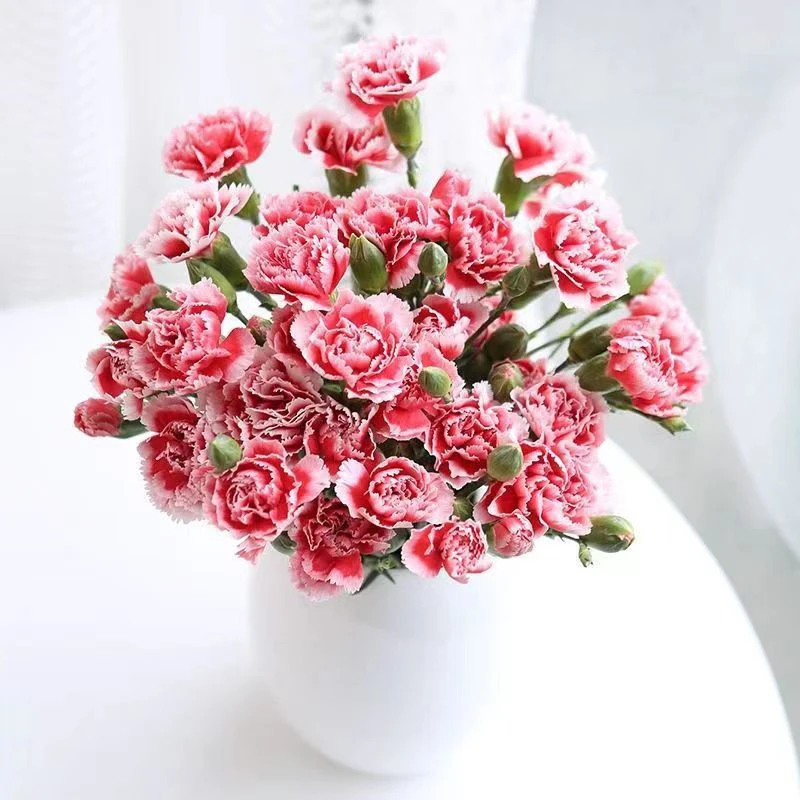 花嗲鲜花 多头康乃馨一把（18-20支）