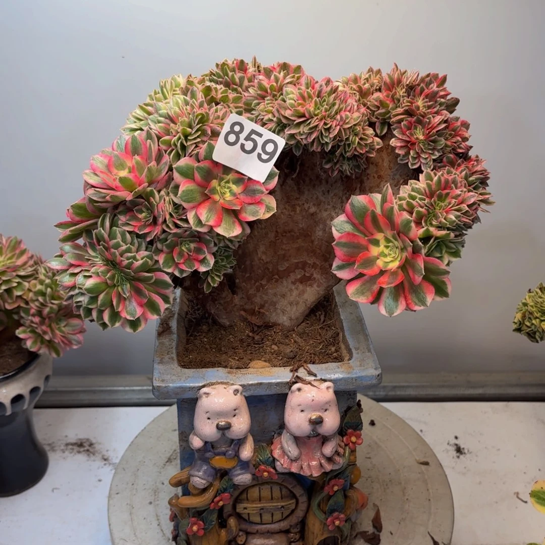 多肉植物倾城缀有干吧859