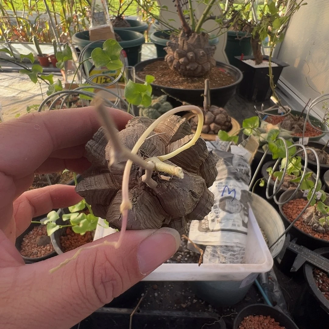 啦***：多肉植物专拍 一物一拍 南非龟甲龙3