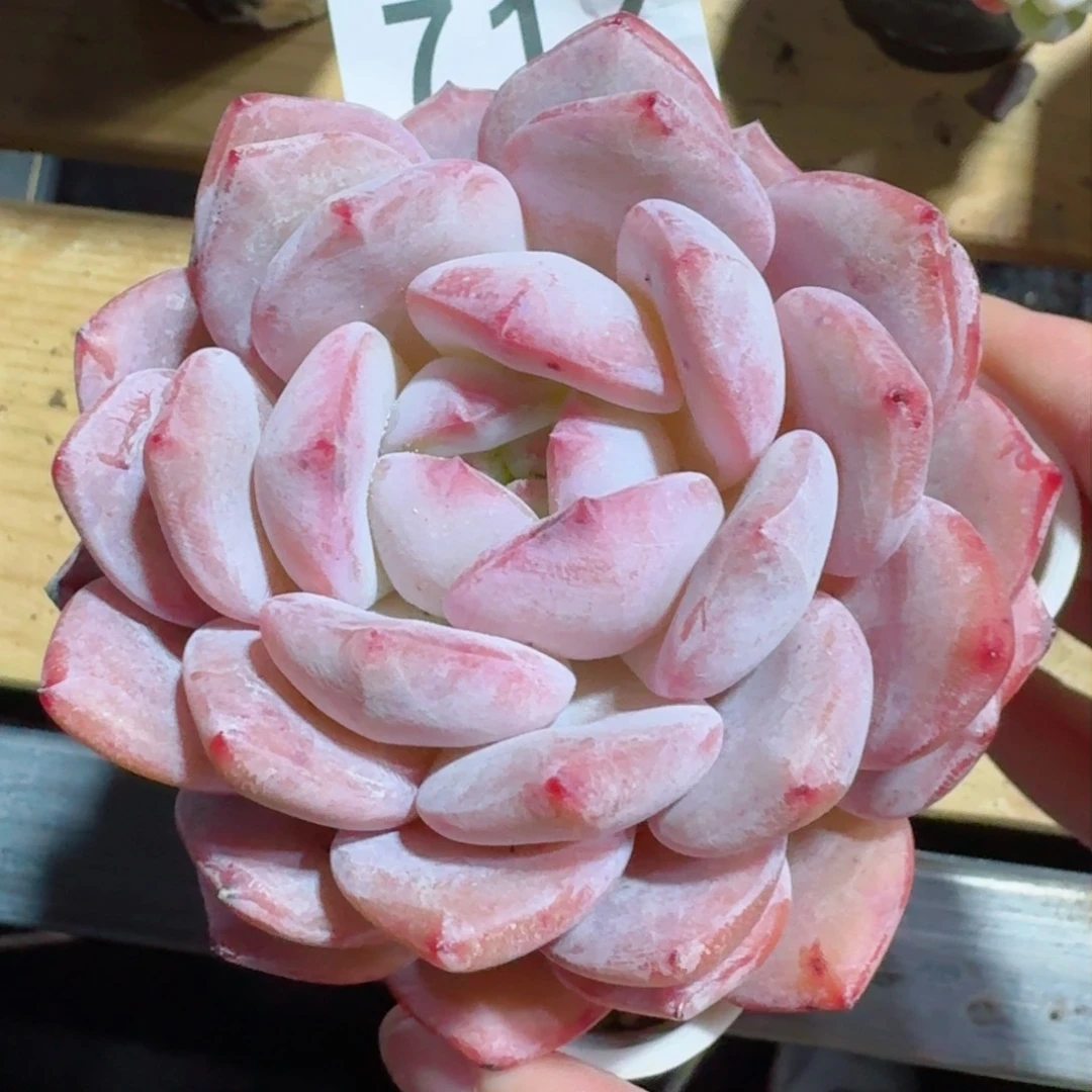 橙子         精品多肉