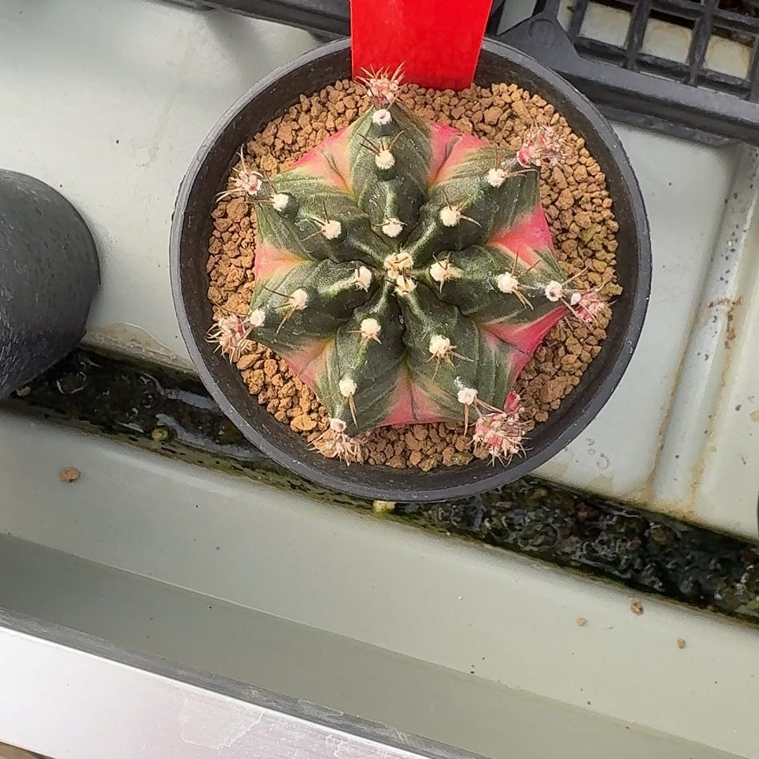 L700-1121广东发货 泡泡糖