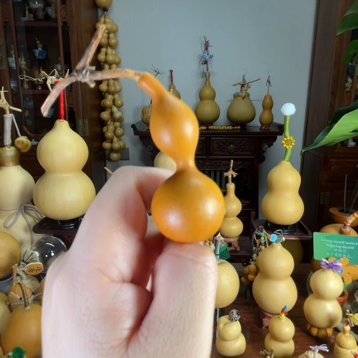 开播福福老皮葫芦