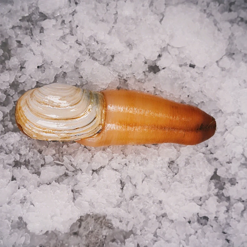 【磊哥推荐】鲜活象拔蚌 充氧活发 现称 顺丰 默认10%的脱水率