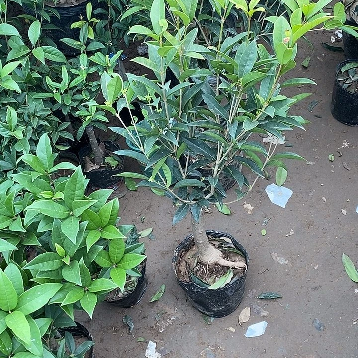 完全开放红色福鼎朱