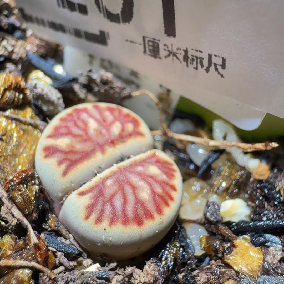 Sssss精品生石花251