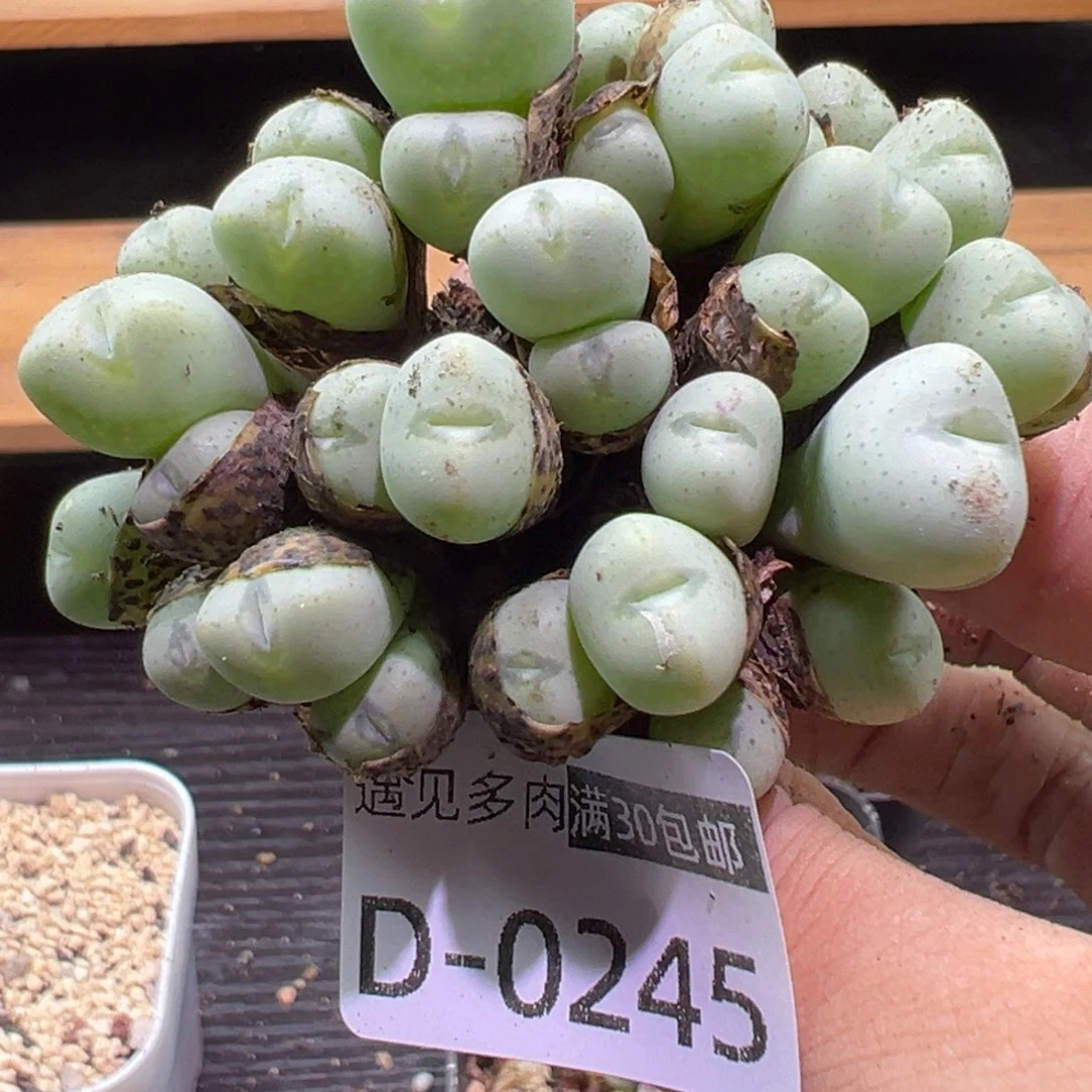 多肉植物1111111111