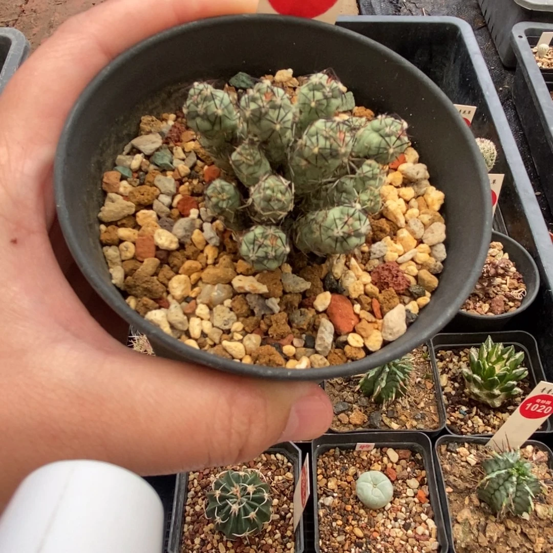 帝王丸群一颗仙人球