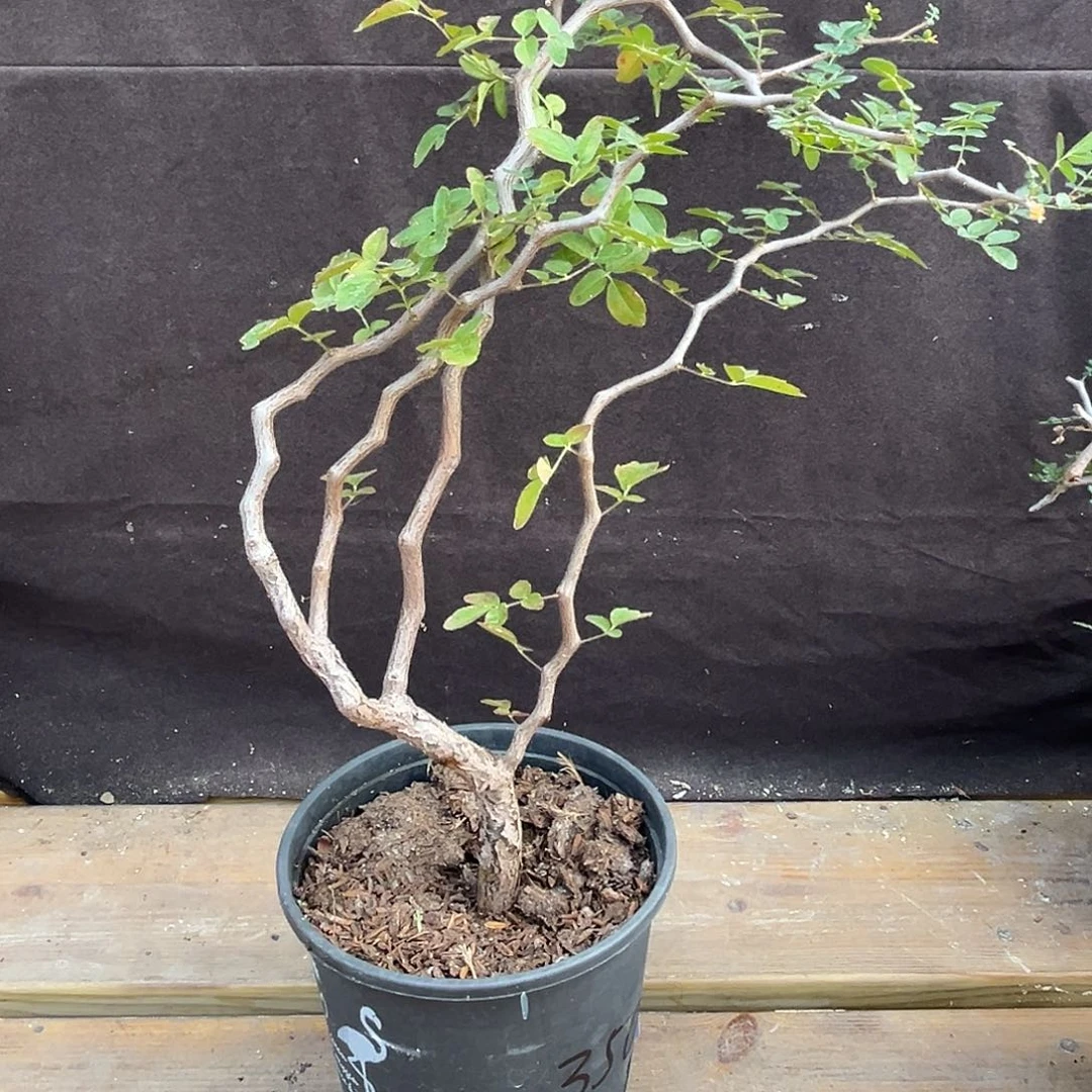 汤圆植物高飘枝漂亮滔天