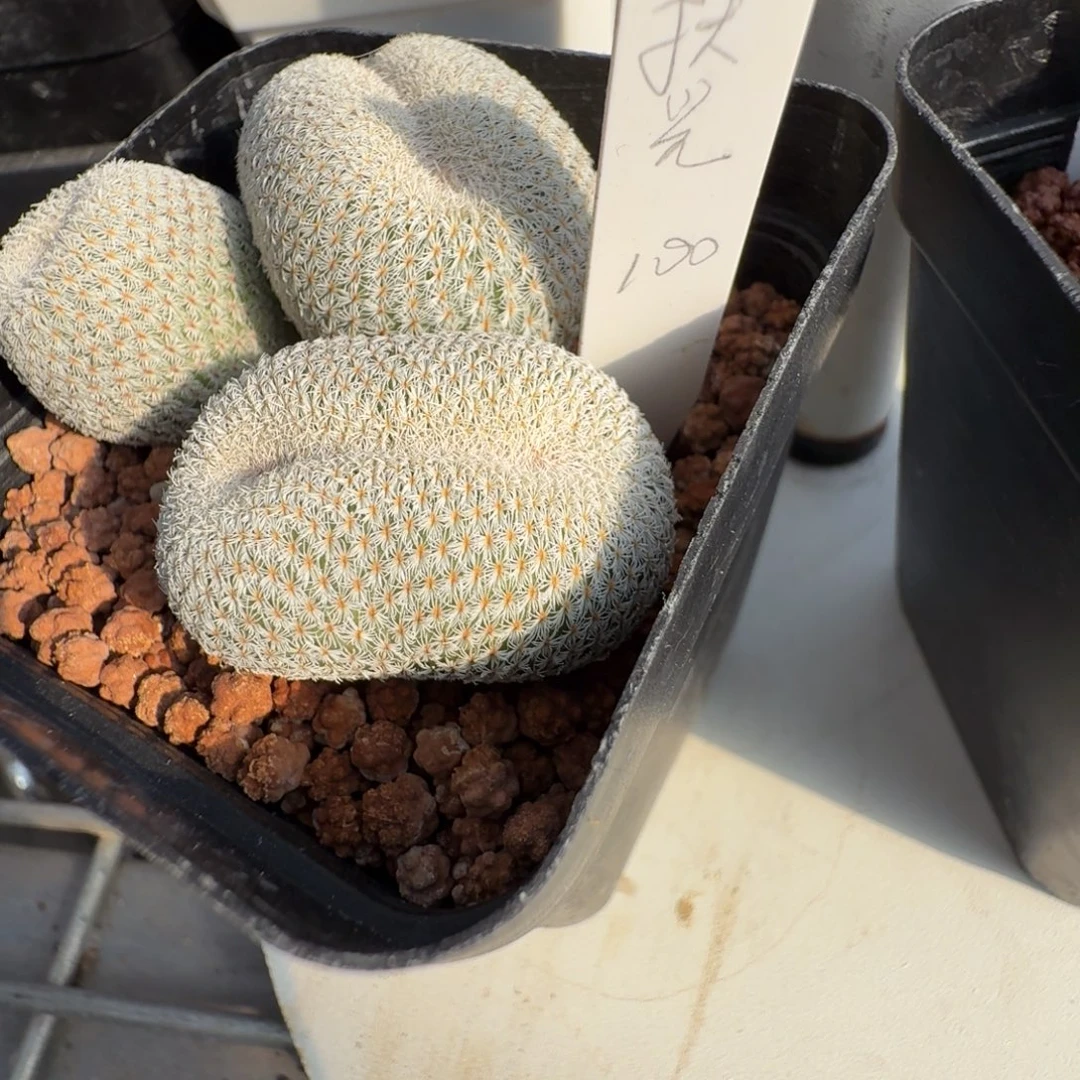 扶***焱花花花花花花花一颗