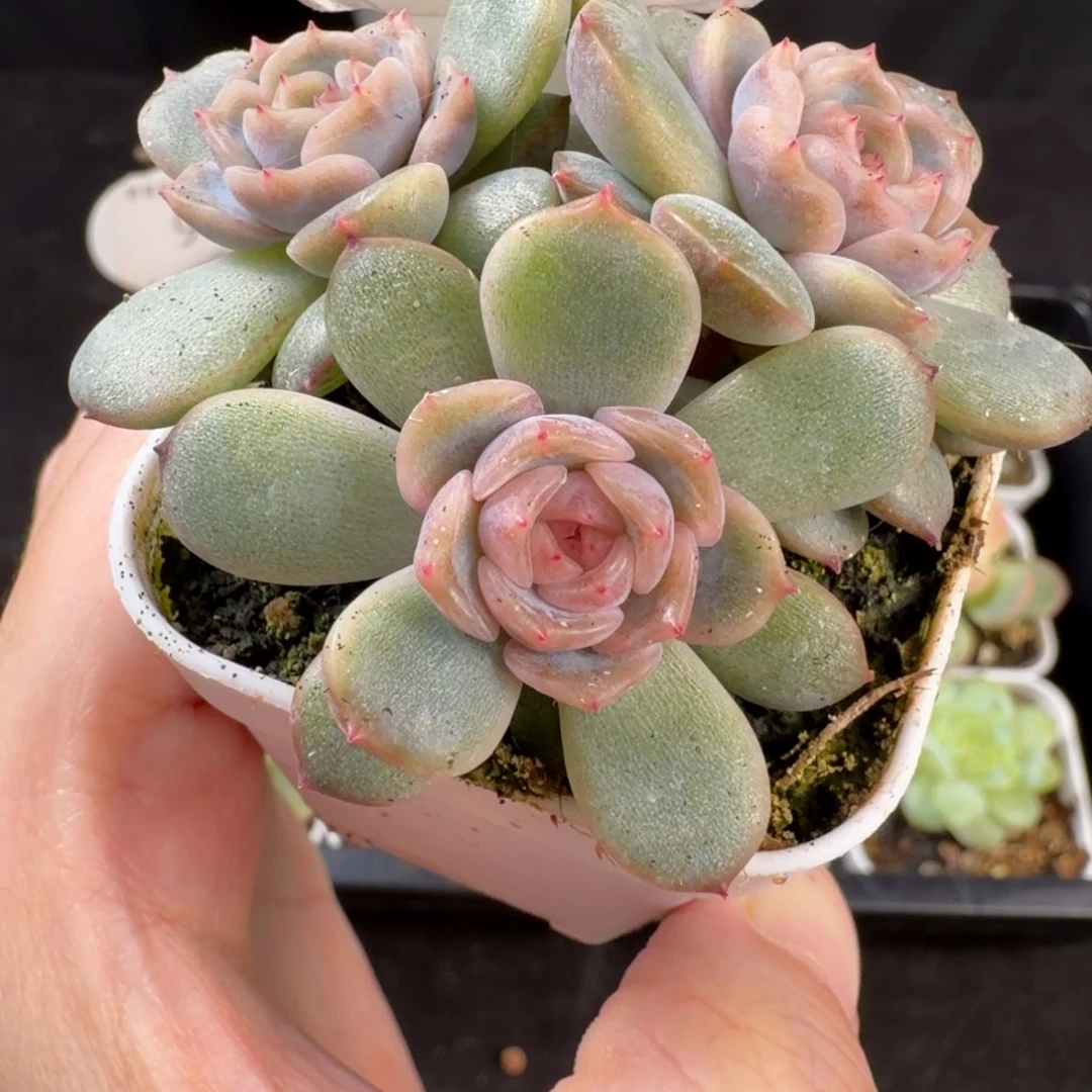 红色恋人三头群96号