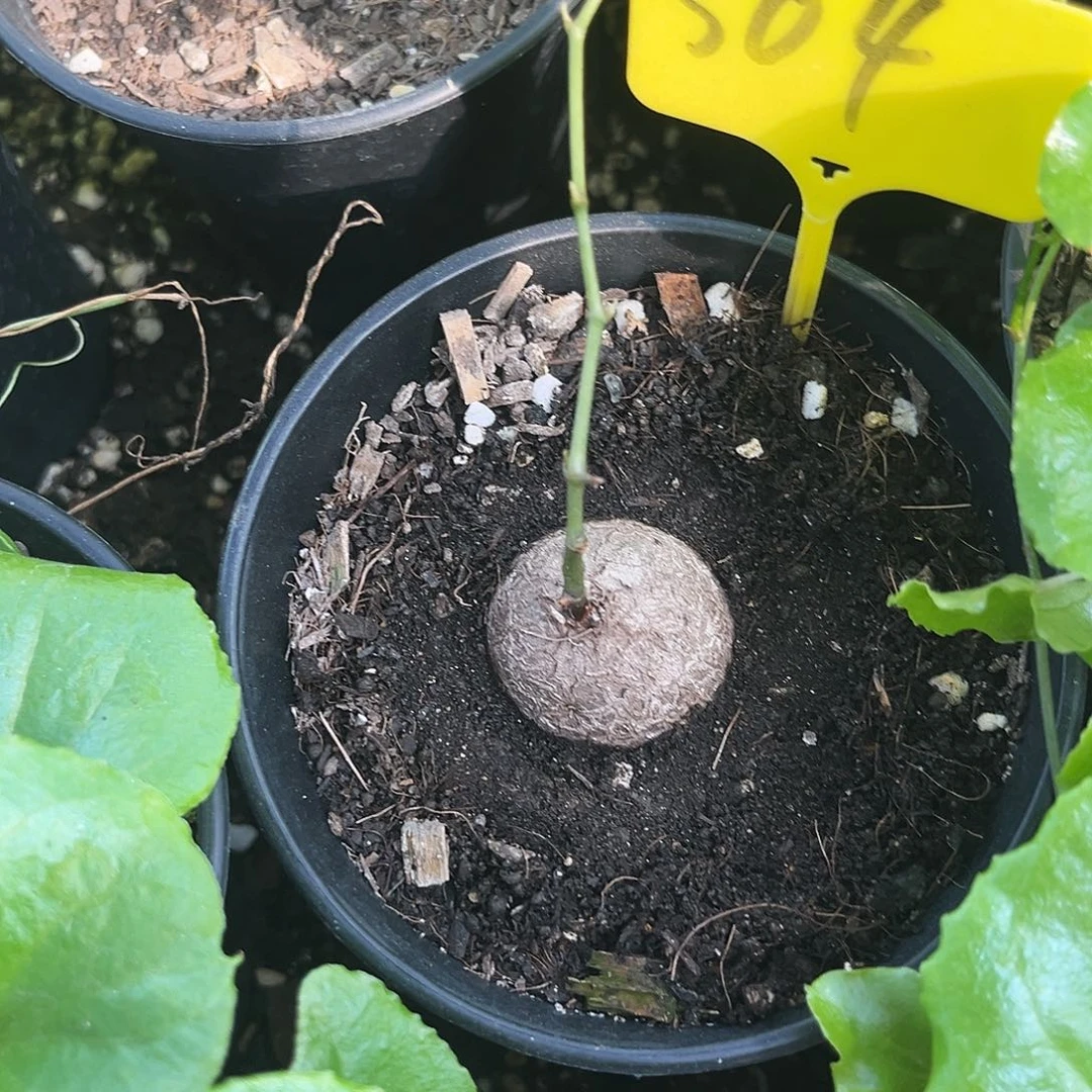 504龟甲龙7757777888