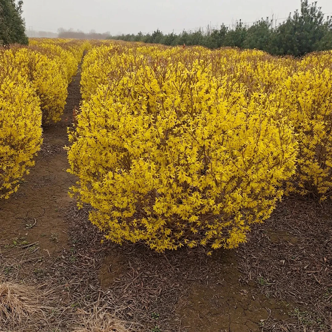 连翘球型庭院植物花园花卉绿植盆栽花镜植物搭配花卉迎春花卉