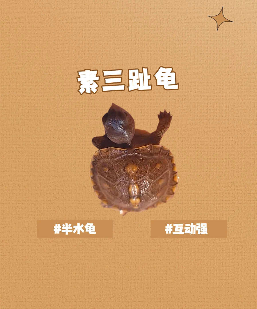 箱龟  红大米甄选