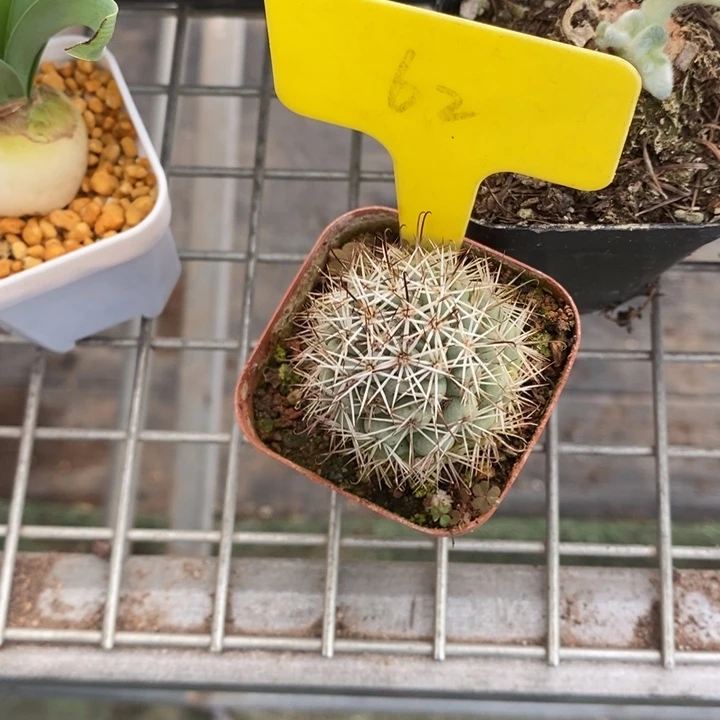 止****情伯克利和格蕾纳等著名音乐家