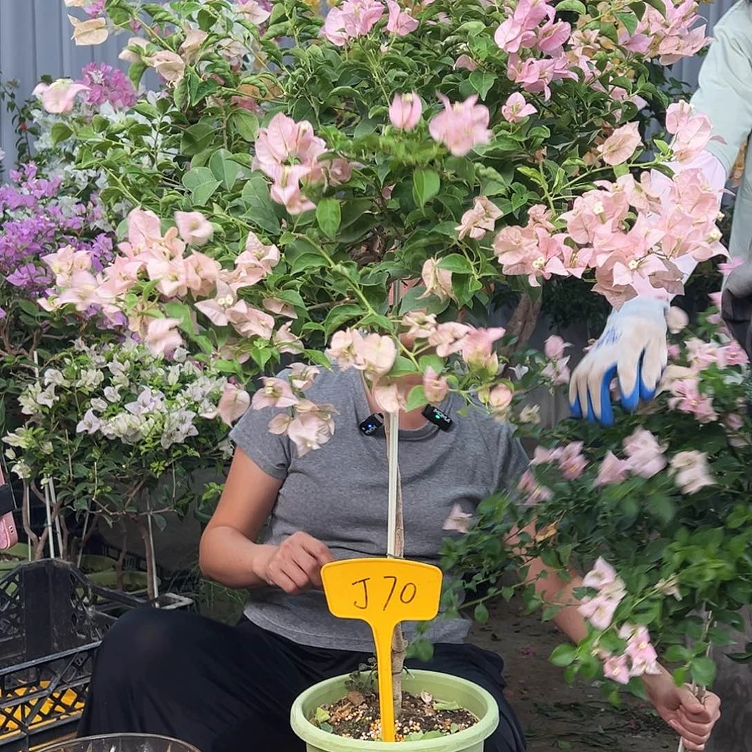 勿***语大部分花苞少量开放J70魔法樱花