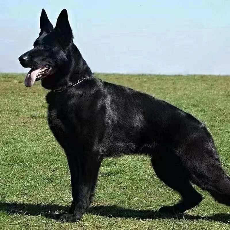 《凯仑宠物》活体宠物狗狗犬舍养殖《一物一拍1》