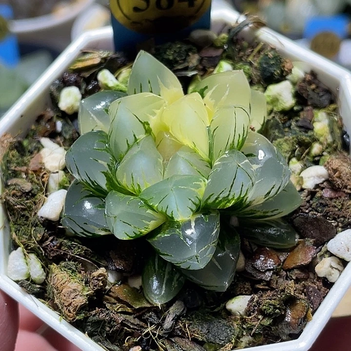 584北极之光锦福利一物