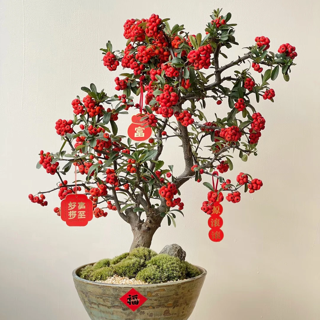 火棘吉祥果盆景 一物一选