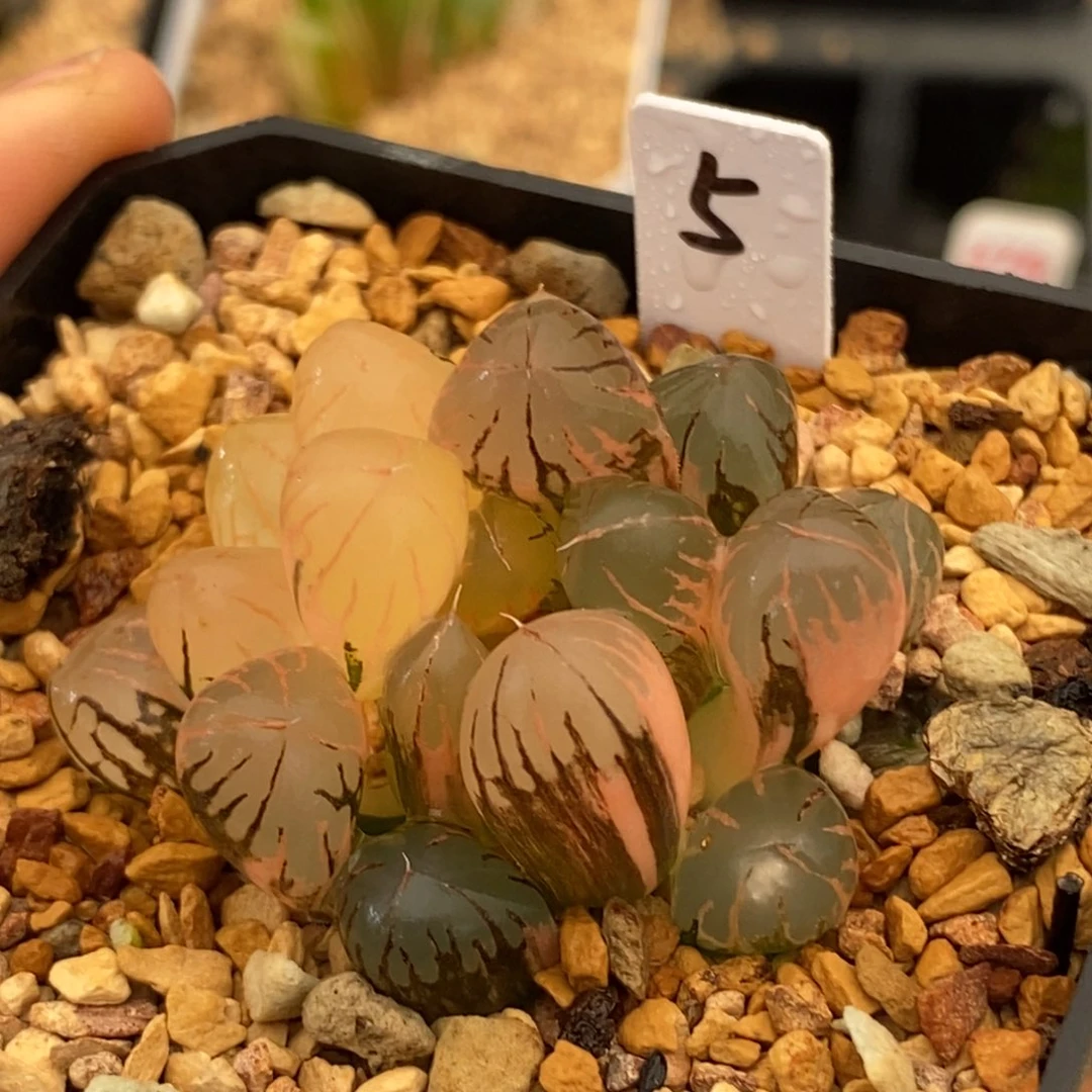 5灵犀玉露多肉植物