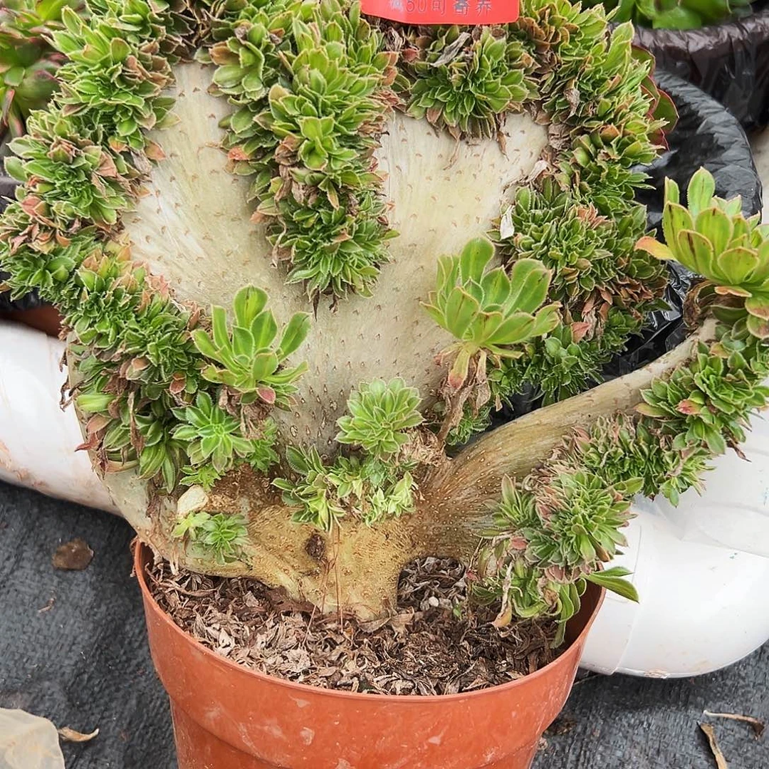 碧螺春缀多肉植物0125