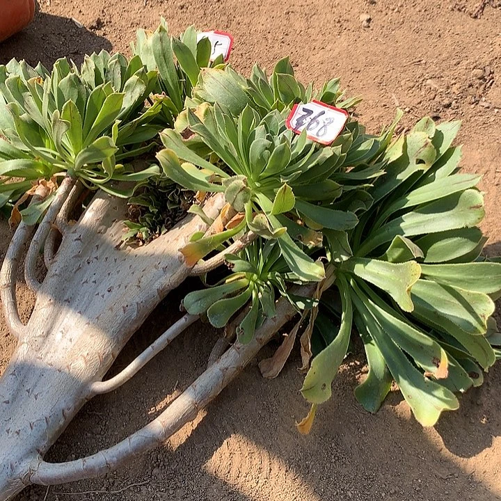 原始绿缀多肉植物768