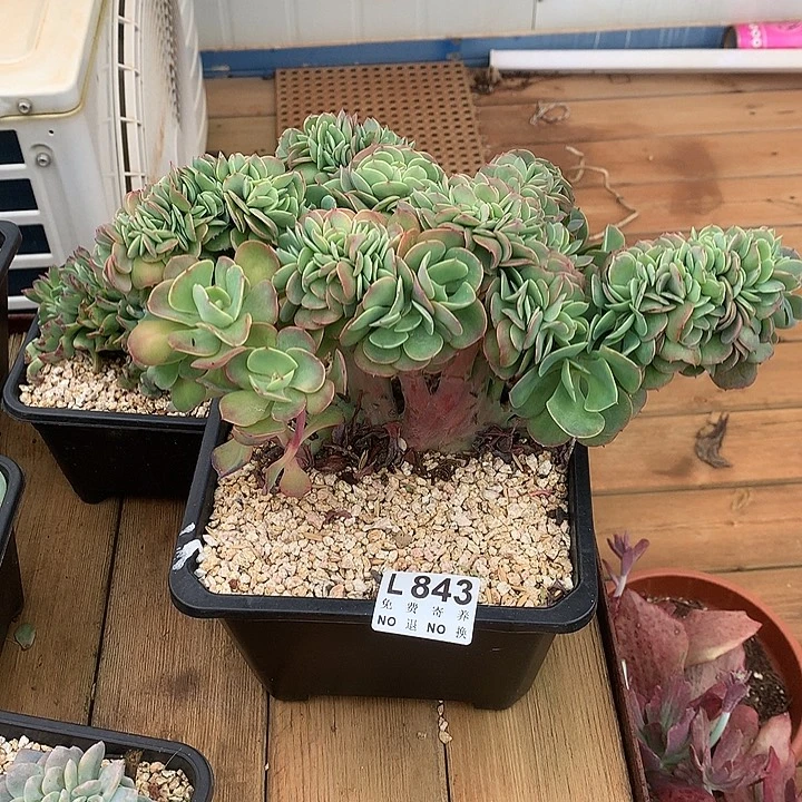 莫妮卡缀化 多肉植物9.28号发