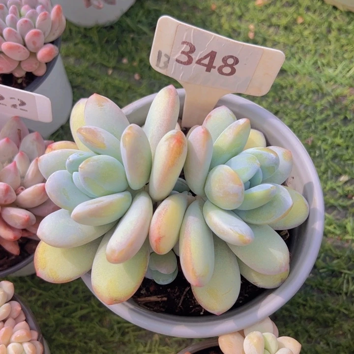 健健康康平平安安