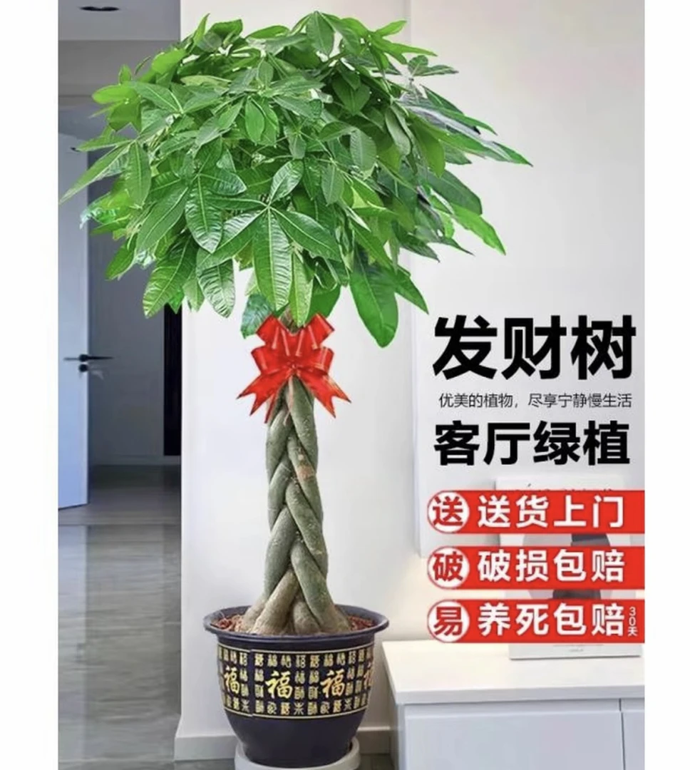 【送货上门】1.6-1.8米辫子发财树客厅办公室室内外绿植盆栽植物