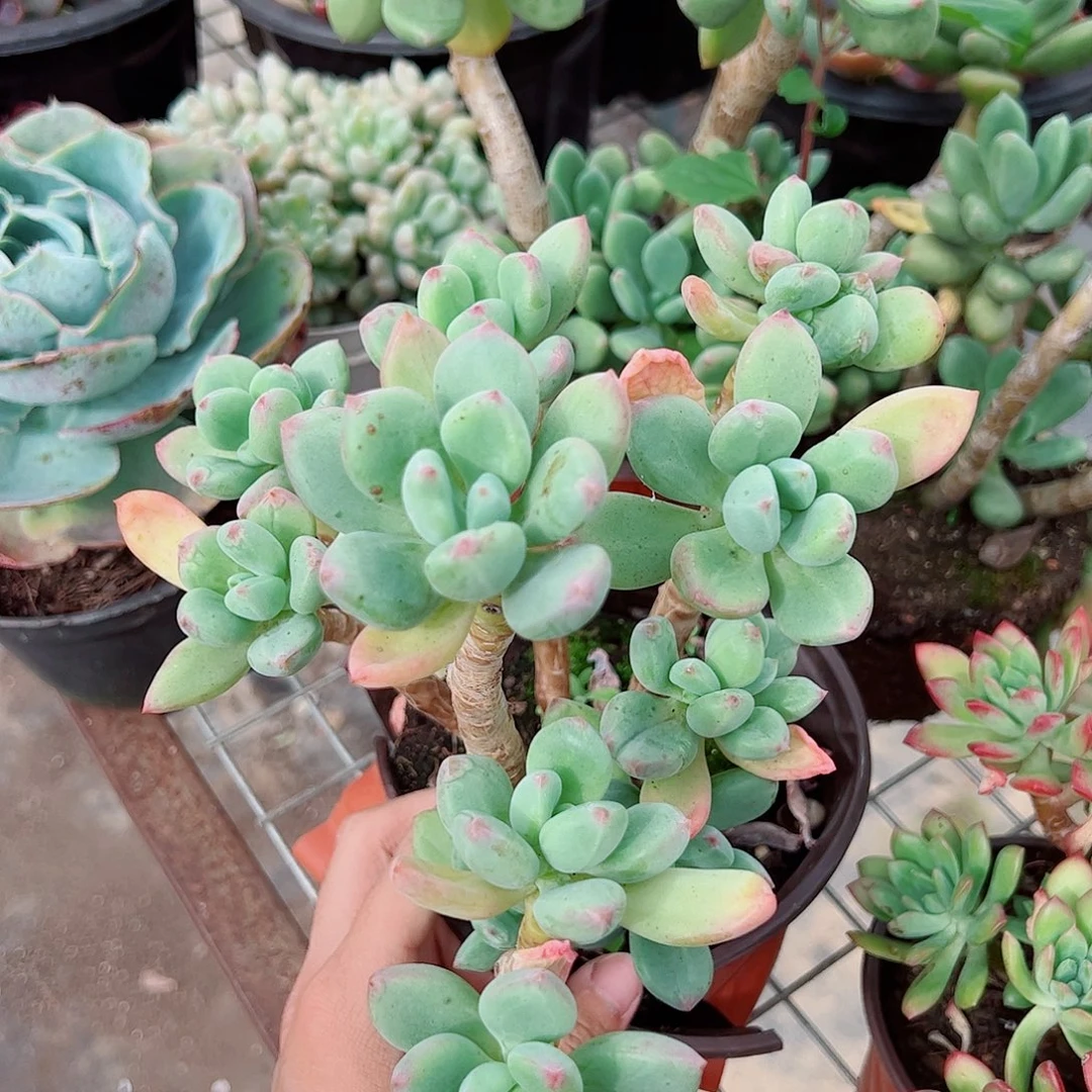 清新美人大长腿多头大盆群老桩