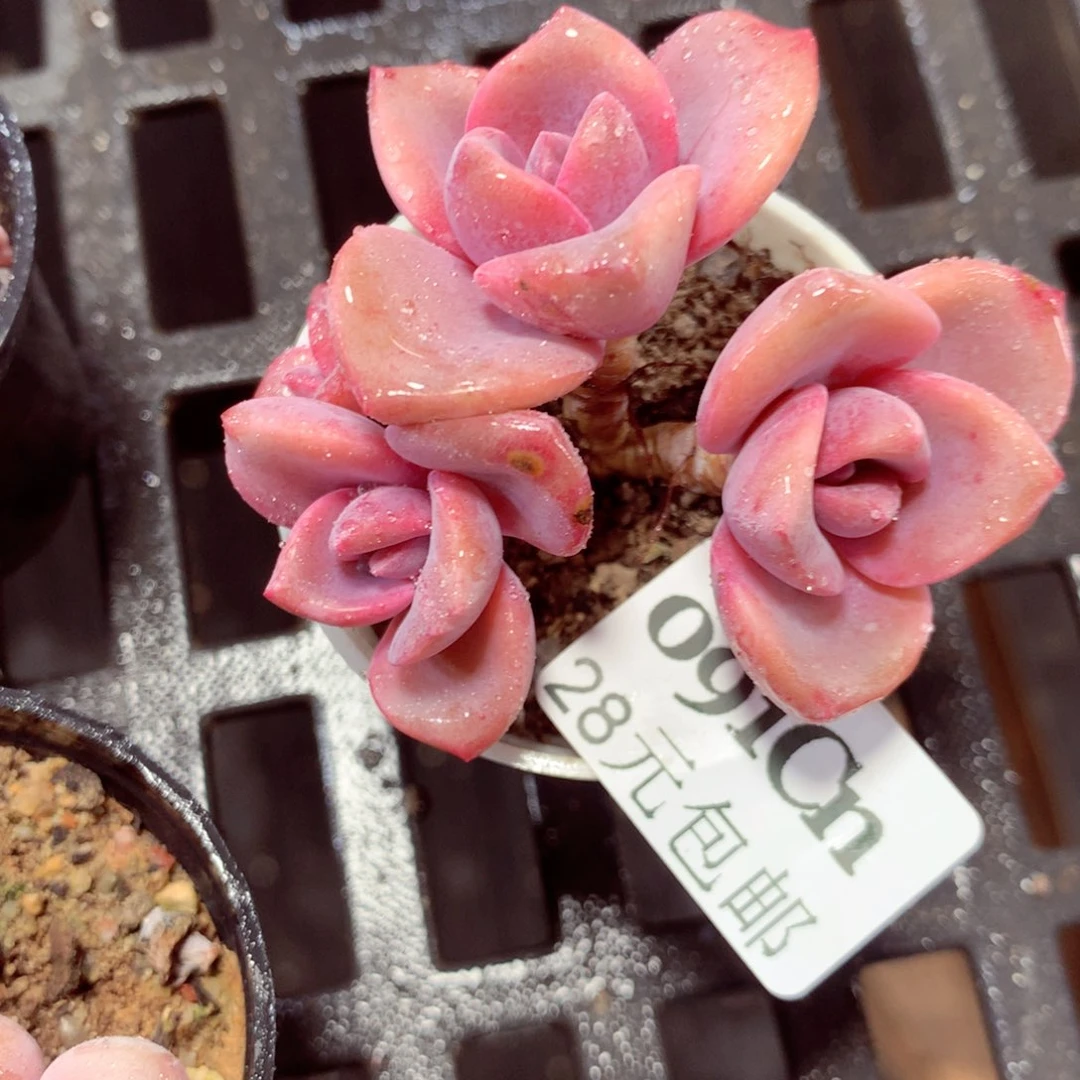 5厘米盆精控多肉091