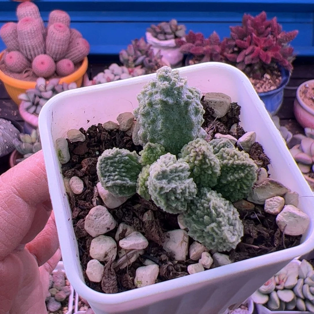 远**鹰翠绿石。