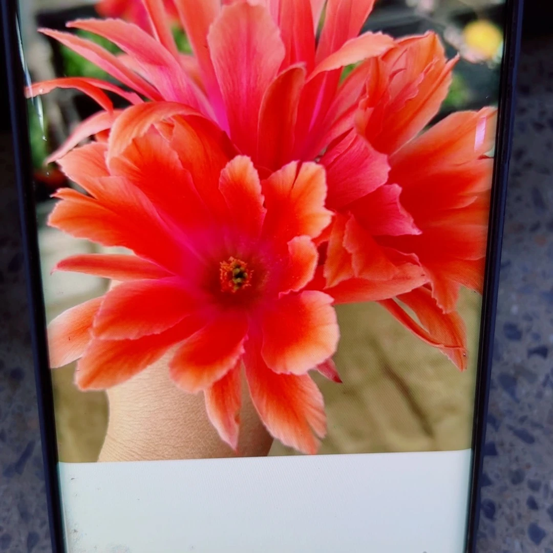 下4红色水仙软2个无根侧芽小侧芽20包邮