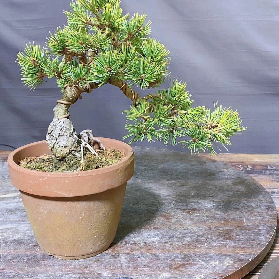 【闪购商品】无花朵