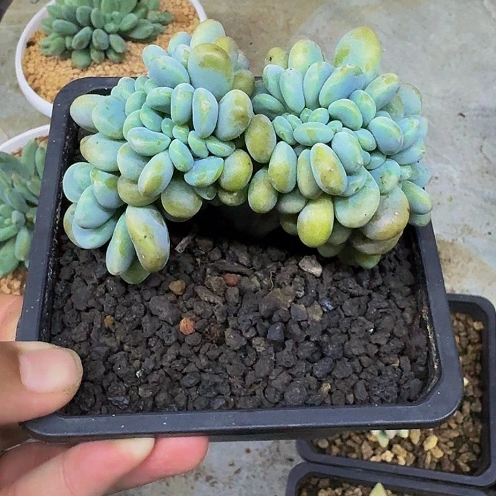 红洛神 缀化 一物一拍