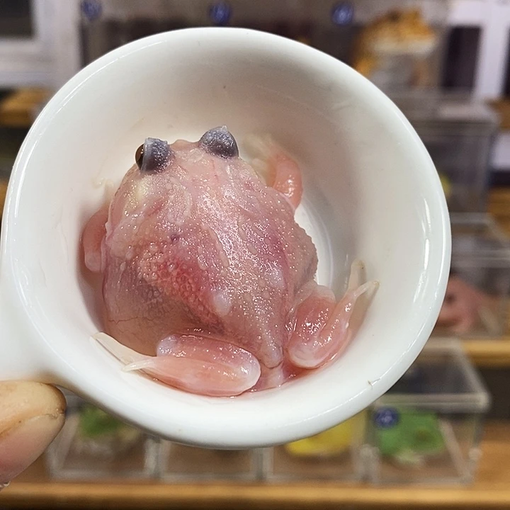 角蛙618号三基因红魔粉雪