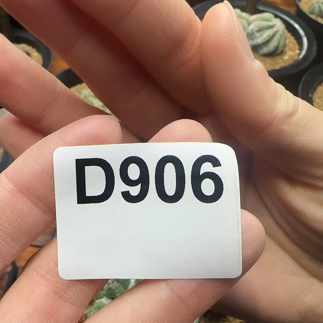 光琳推荐仙人球专拍