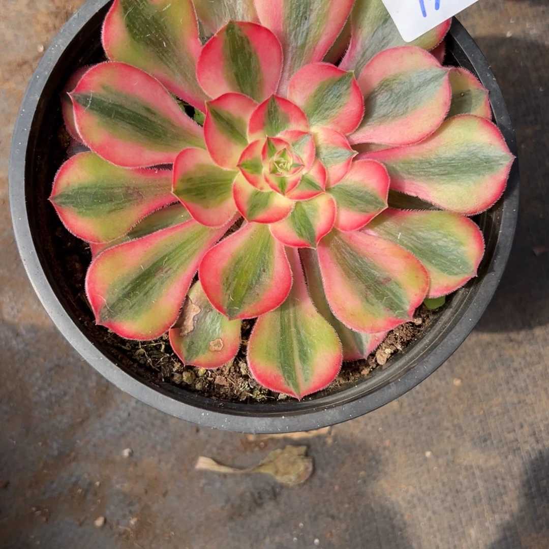 13爱丽丝多肉植物系