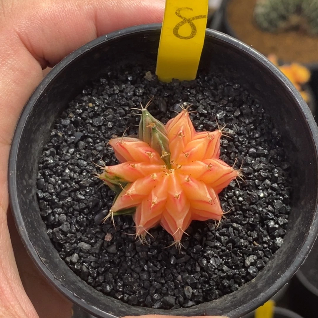 精品米哈—脱土发货20