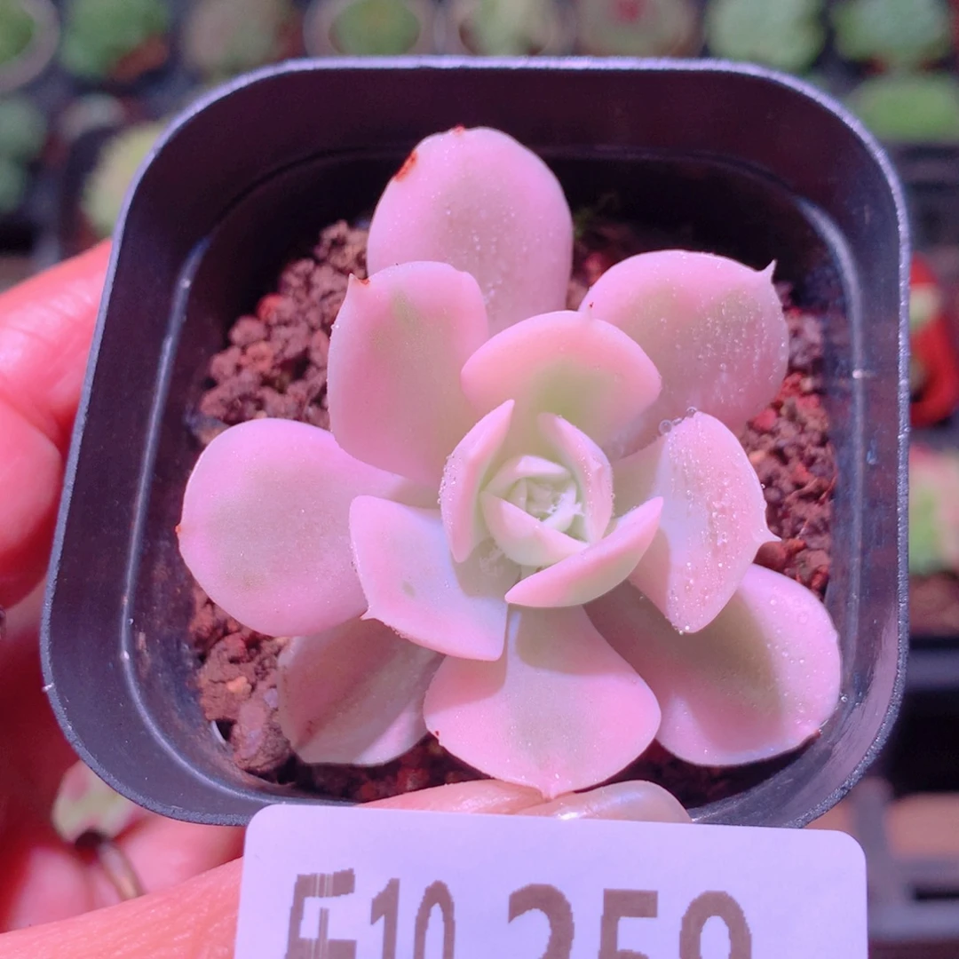 乐然10-259 鲁氏锦